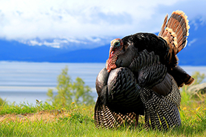 Eastern Turkey in full strut near Anchorage Alaska, Cook Inlet